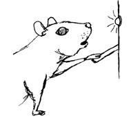 Rat